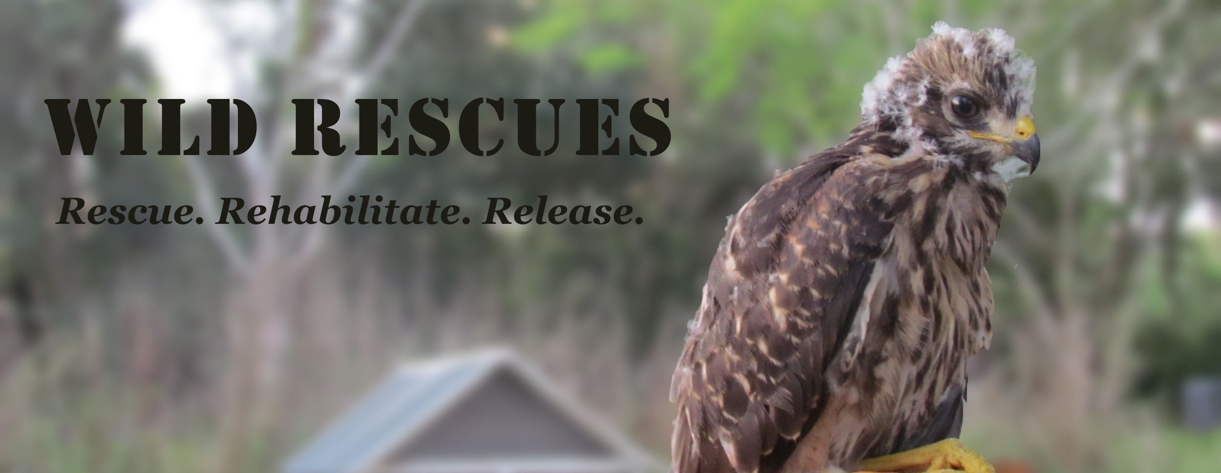 Baby hawk